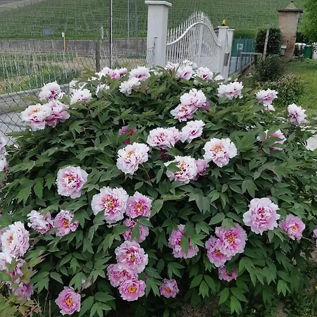 Dimora Palma Di 아파트
